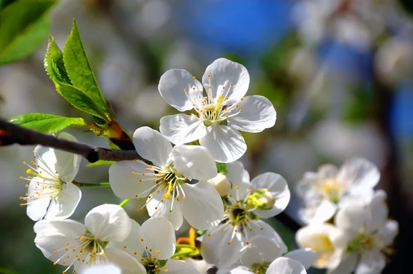 stock image Tree flowers