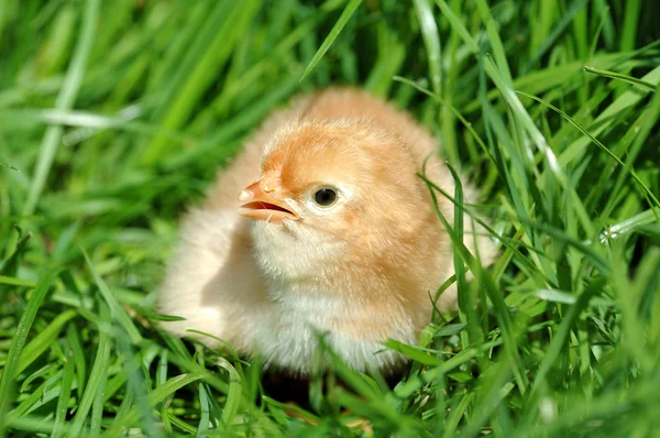 Adorable y poco polluelo en la hierba verde —  Fotos de Stock