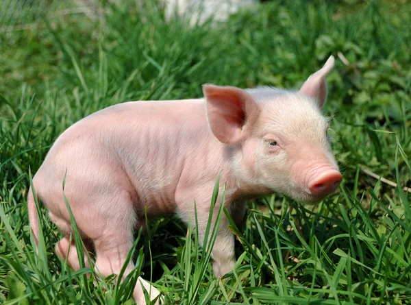 Yeşil çimenlerin üzerinde genç domuz — Stok fotoğraf