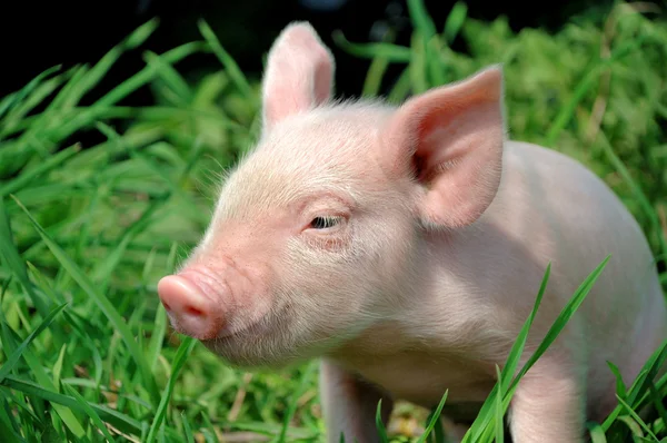 Jonge varken op een groen gras — Stockfoto
