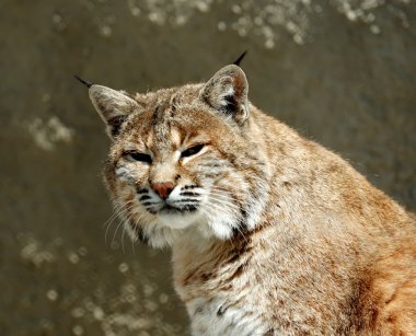 Lynx portre