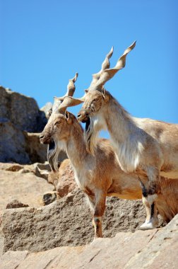 Markhor clipart