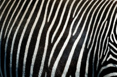 Zebra skin background clipart