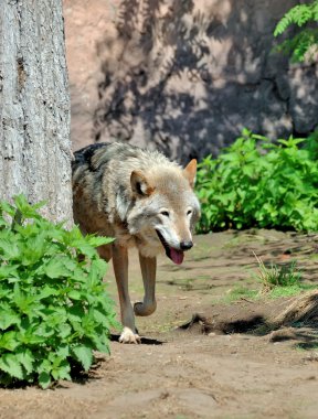 Kereste kurt (Canis lupus)