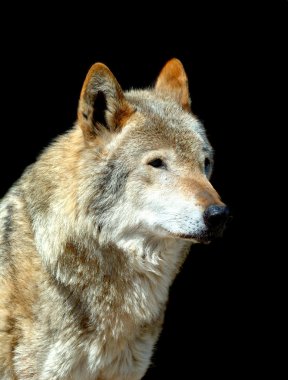 Timber Wolf (Canis lupus) clipart