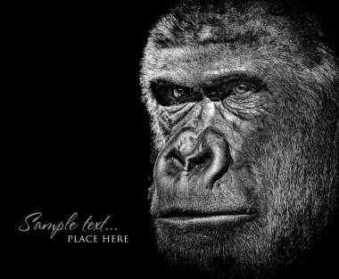 Black and white monkey portrait clipart