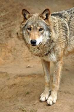 Timber Wolf (Canis lupus) clipart