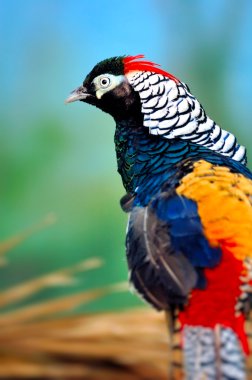 Golden Pheasant clipart