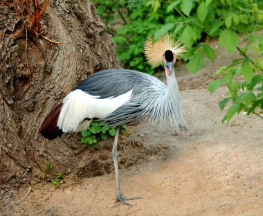 gri taç vinçGrulla coronada gris