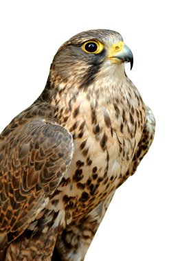 Beautiful falcon clipart