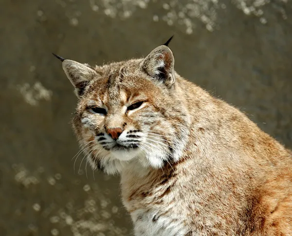 Lynx の肖像画 — ストック写真