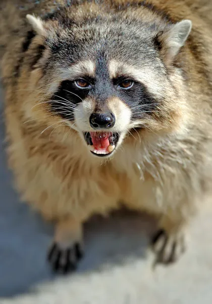 Raccoon — Stock Photo, Image