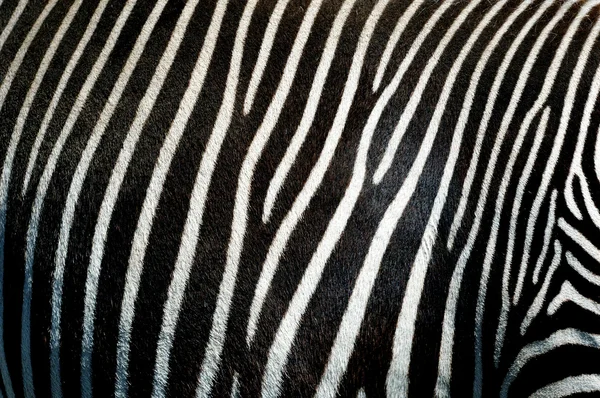 stock image Zebra skin background