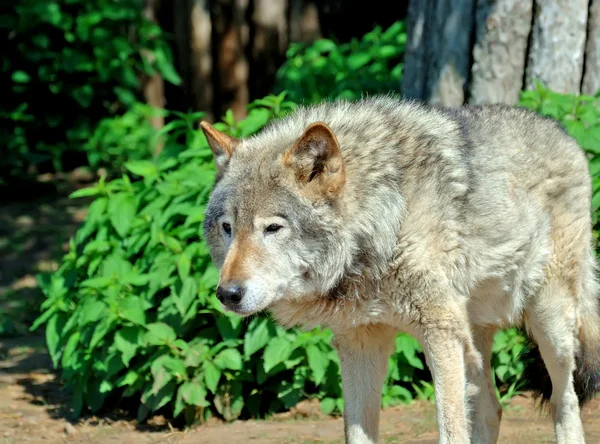 タイリクオオカミ (Canis lupus) — ストック写真