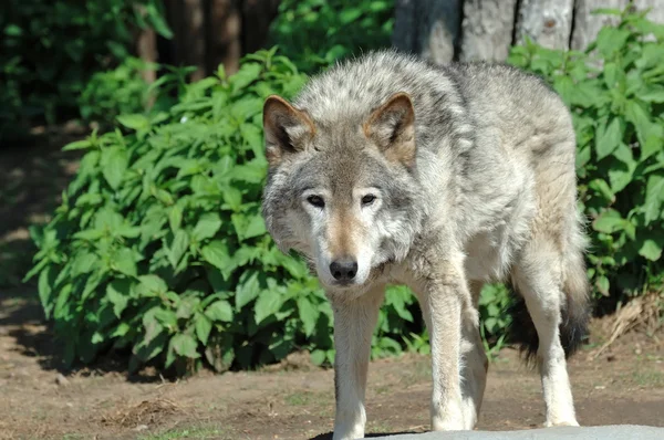 Fa farkas (Canis lupus) — Stock Fotó