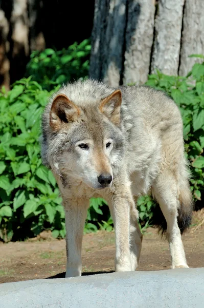 Waldwolf (canis lupus)) — Stockfoto