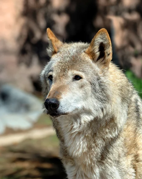 Hout Wolf (Canis lupus) — Stockfoto