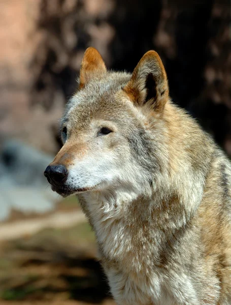 Lobo maderero (Canis lupus ) — Foto de Stock