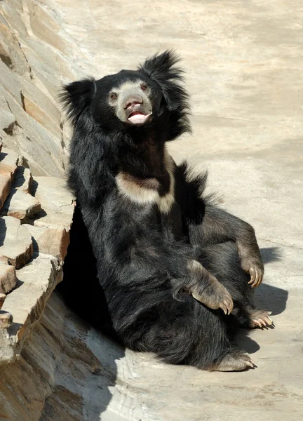 stock image Sloth bear