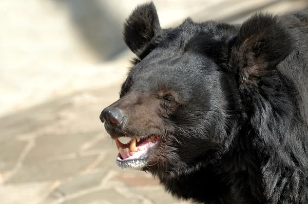 stock image Bear portrait