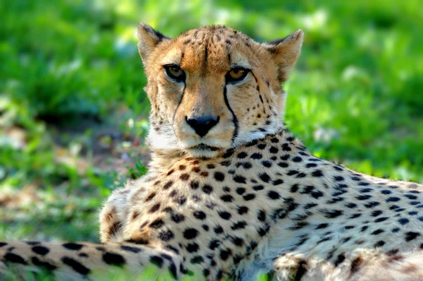 Primer plano de un guepardo hermoso — Foto de Stock