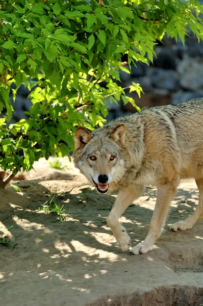 Loup des bois (Canis lupus ) — Photo
