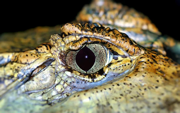 Αλιγάτορα μάτι — Φωτογραφία Αρχείου