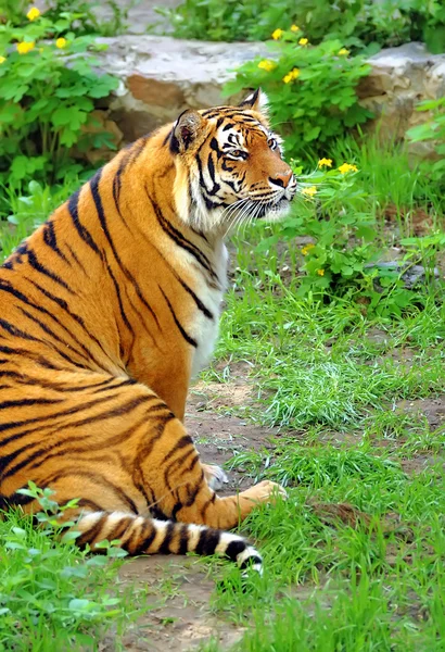 Vackra tiger — Stockfoto