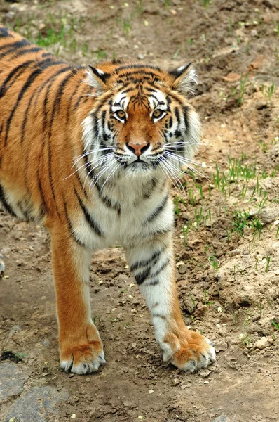 Kaunis tiikeri — kuvapankkivalokuva