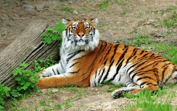 Belo tigre — Fotografia de Stock