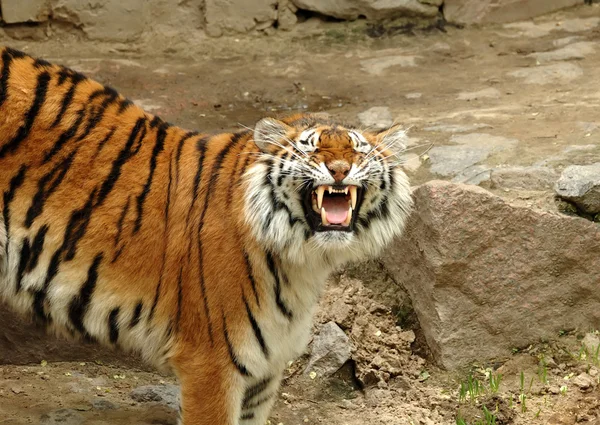 Bella tigre — Foto Stock
