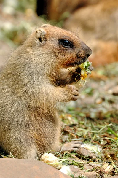 Beautiful marmot — Stock Photo, Image