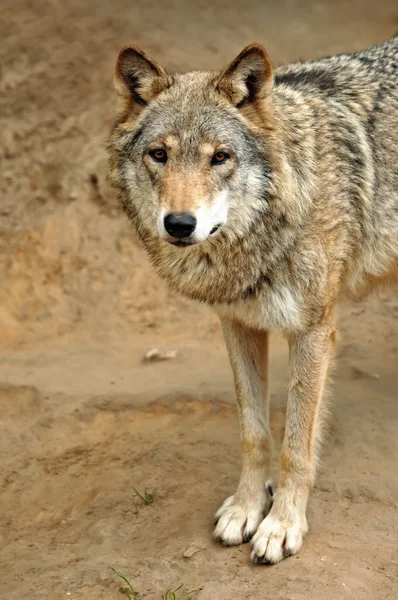 Пиломатеріали вовк (Canis вовчак) — стокове фото