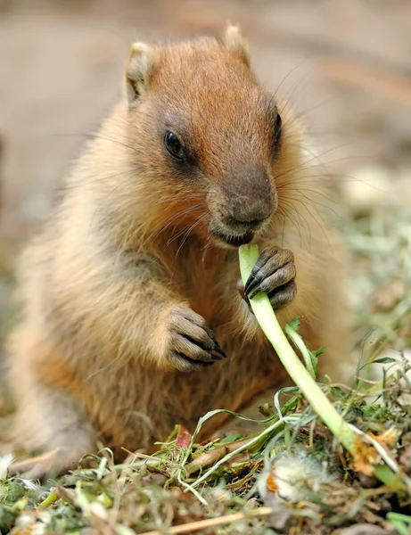 Hermosa marmota — Foto de Stock