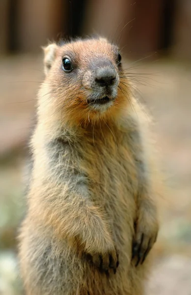 stock image Beautiful marmot