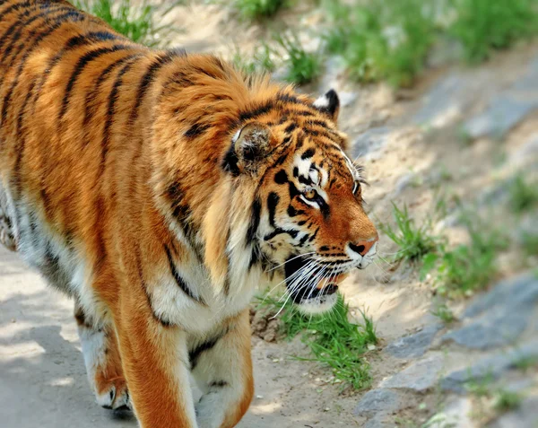 Schöner Tiger — Stockfoto
