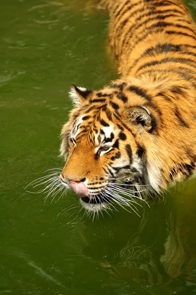 Beau tigre — Photo