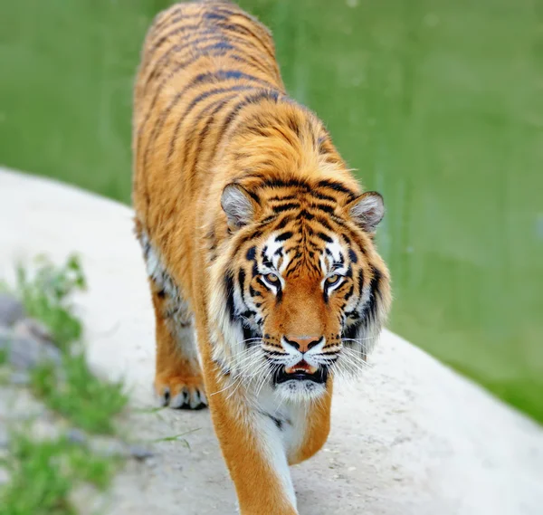 Красивый тигр — стоковое фото