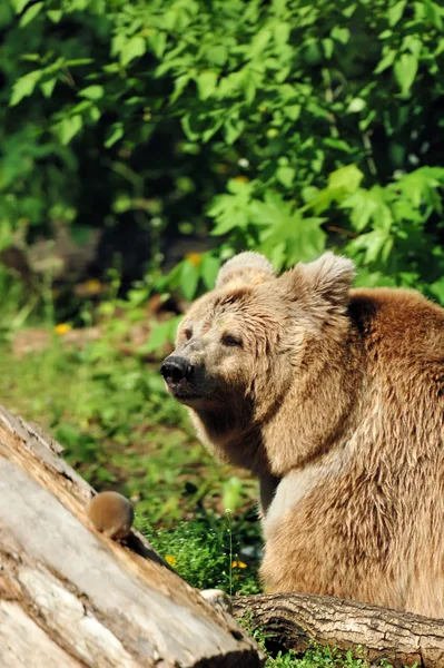 Niedźwiedź w lesie — Zdjęcie stockowe