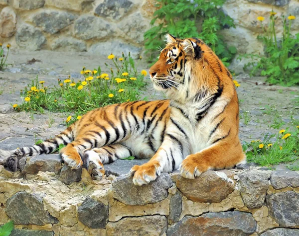 stock image Beautiful tiger