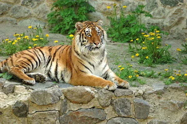 Hermoso tigre — Foto de Stock
