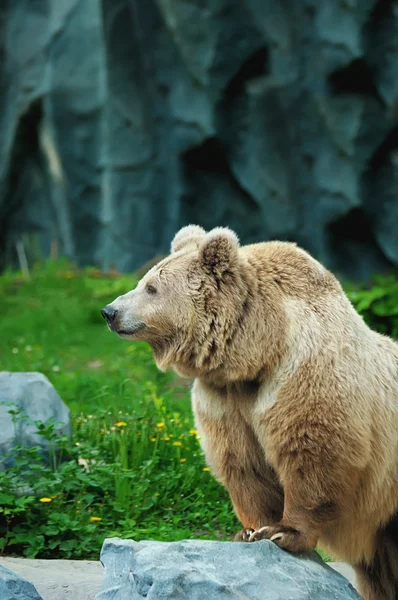 Bir stone ayı — Stok fotoğraf