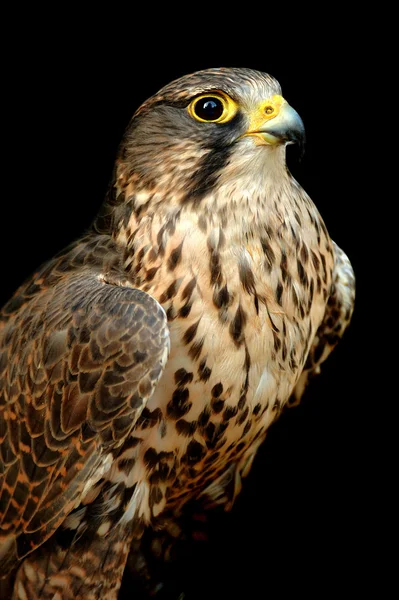 Krásné falcon — Stock fotografie