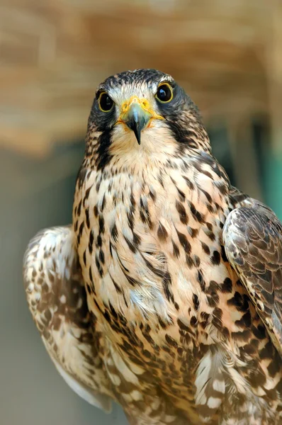 Beautiful falcon — Stock Photo, Image
