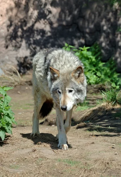 Timber Wolf (Canis lupus) Stock Image