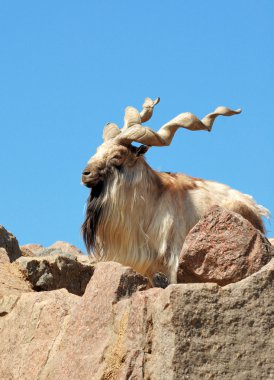 Markhor clipart