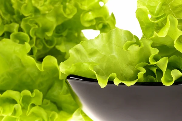 stock image Fresh green salad