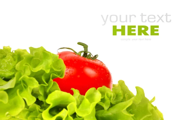 Tomaat op salade blad — Stockfoto