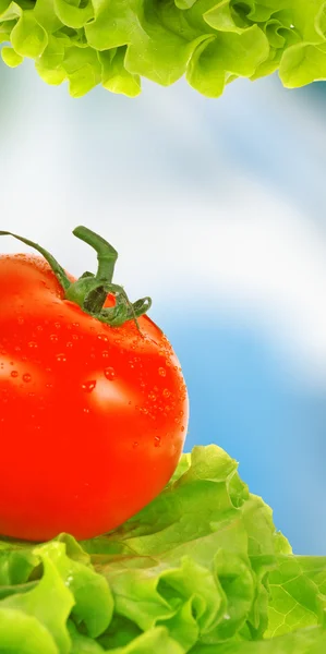 Pomidor na Sałatka z liści — Zdjęcie stockowe