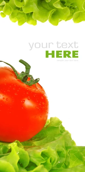 Tomate sur feuille de salade — Photo